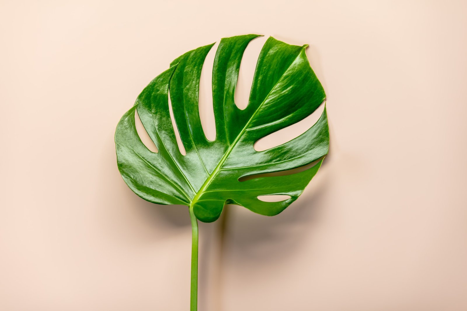 tropical-leaf-monstera-on-pink-background-flat-lay-top-view